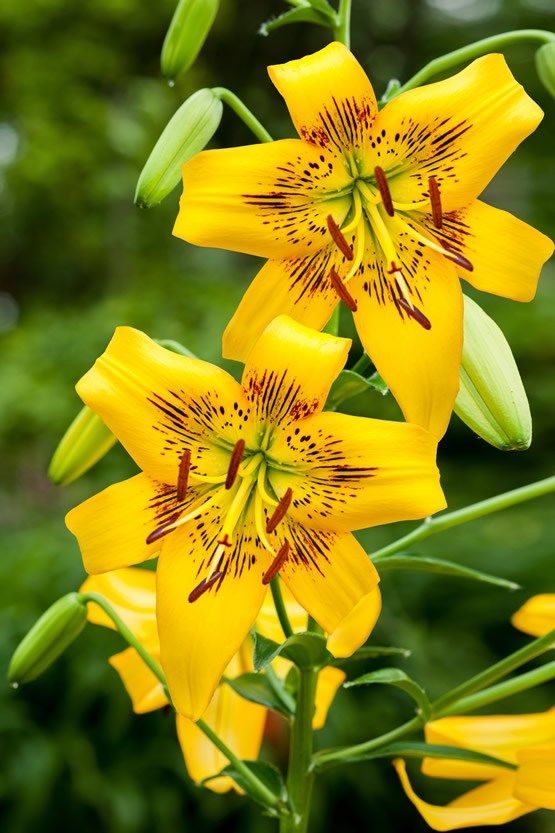 Lilium Tiger 'Yellow Bruse'